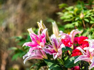 百合花语是什么