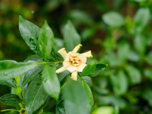 小叶栀子掉花蕾怎么办