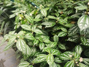 冷水花的花语和寓意，送人有什么禁忌