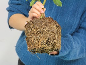 瑞香花可以在室内养吗