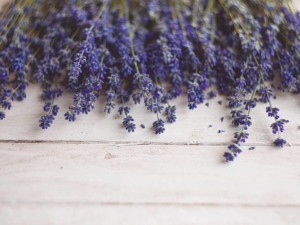 薰衣草容易生什么虫，薰衣草生虫怎么处理