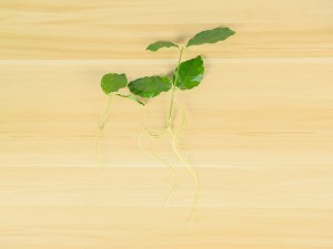 茉莉花可以在家养吗，茉莉花在家养注意什么