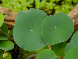 新鲜莲花怎么吃，孕妇能吃吗