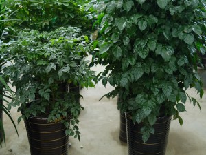 绿宝树叶子下垂怎么办