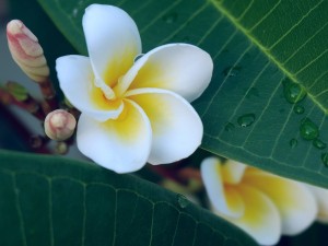 鸡蛋花的扦插方法