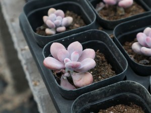 桃之卵四季养护方法