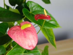 水培红掌冬天怎么养