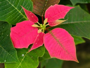 一品红可以放在卧室吗