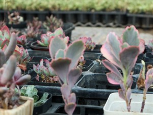 玉吊钟的水肥管理