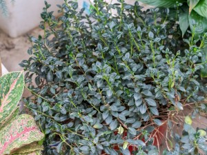 金鱼吊兰的花语和寓意，送人有什么禁忌