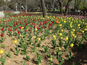 郁金香会长虫子吗，郁金香病虫害