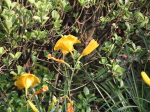 萱草叶子发黄怎么办