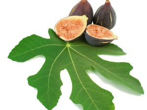 无花果的功效与作用