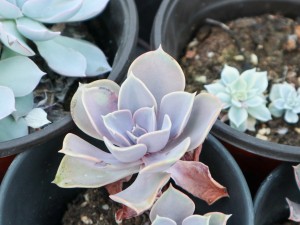 紫珍珠黑腐怎么办