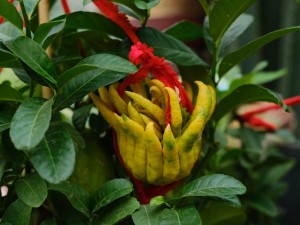 佛手的功效和作用