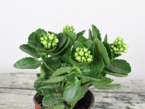 长寿花花苞变蔫萎缩原因