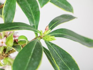 金边瑞香花苞变黑脱落，还能救活吗