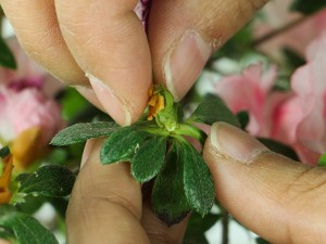杜鹃花叶子干枯一碰就掉怎么办