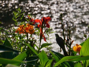 美人蕉叶子发黄怎么办