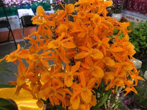 石斛多少钱一斤，什么人不适合吃石斛