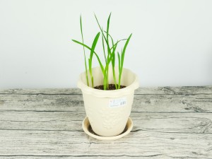 香雪兰（小苍兰）花卉摘采后处理方法