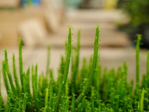 光棍树的功效和作用