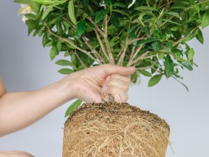 冬天栀子花叶子发黄