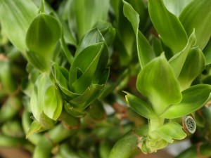 富贵竹去甲醛吗