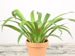 什么花招财又旺宅好养