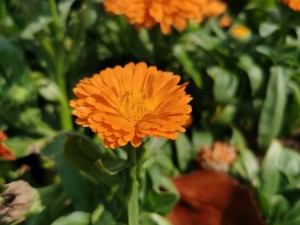 孔雀草的花语和象征意义