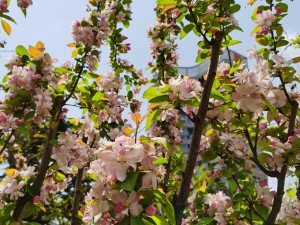 网购海棠花苗怎么不发芽