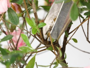 杜鹃花“掉叶”怎么办？做好这5点，盆盆开花满枝头！