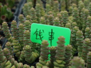 钱串子叶子发黄是怎么回事