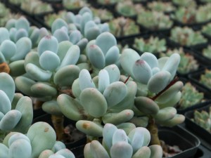 多肉掉叶子怎么补救