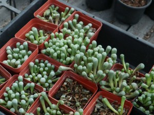 五十铃玉的播种方法