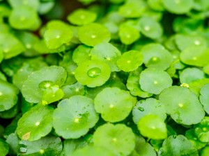 铜钱草种子怎么种