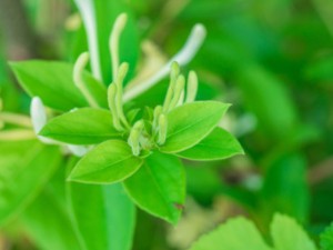 金银花的功效与禁忌