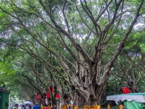 榕树叶子发黑怎么办