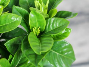 栀子花到了花期不开花的原因，怎么促使开花