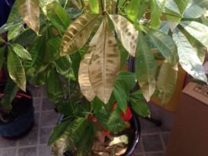 快冻死的花卉植物盆栽别急着丢掉，这样做还可以救回来！