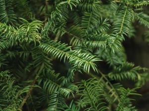 红豆杉叶子发黄怎么回事，怎么办