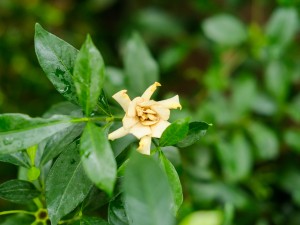 栀子花为什么不开花