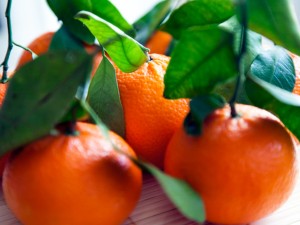 橘子树掉叶子什么原因