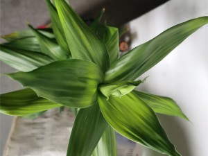 水养富贵竹杆突然发黄，不要慌，1招就变绿