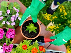 桦树茸的药用价值，价格和食用方法