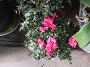 杜鹃花虫害及防治办法