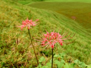 曼珠沙华的花语，曼珠沙华图片