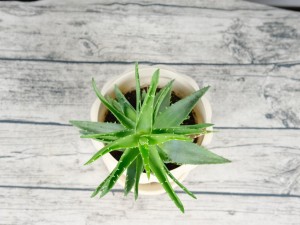 芦荟胶有什么用，芦荟胶可以去痘印吗