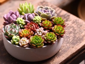 从多肉冻伤的表现看多肉冻伤怎么办