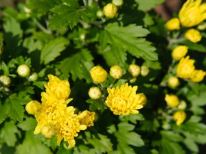 菊花品种，菊花的种类